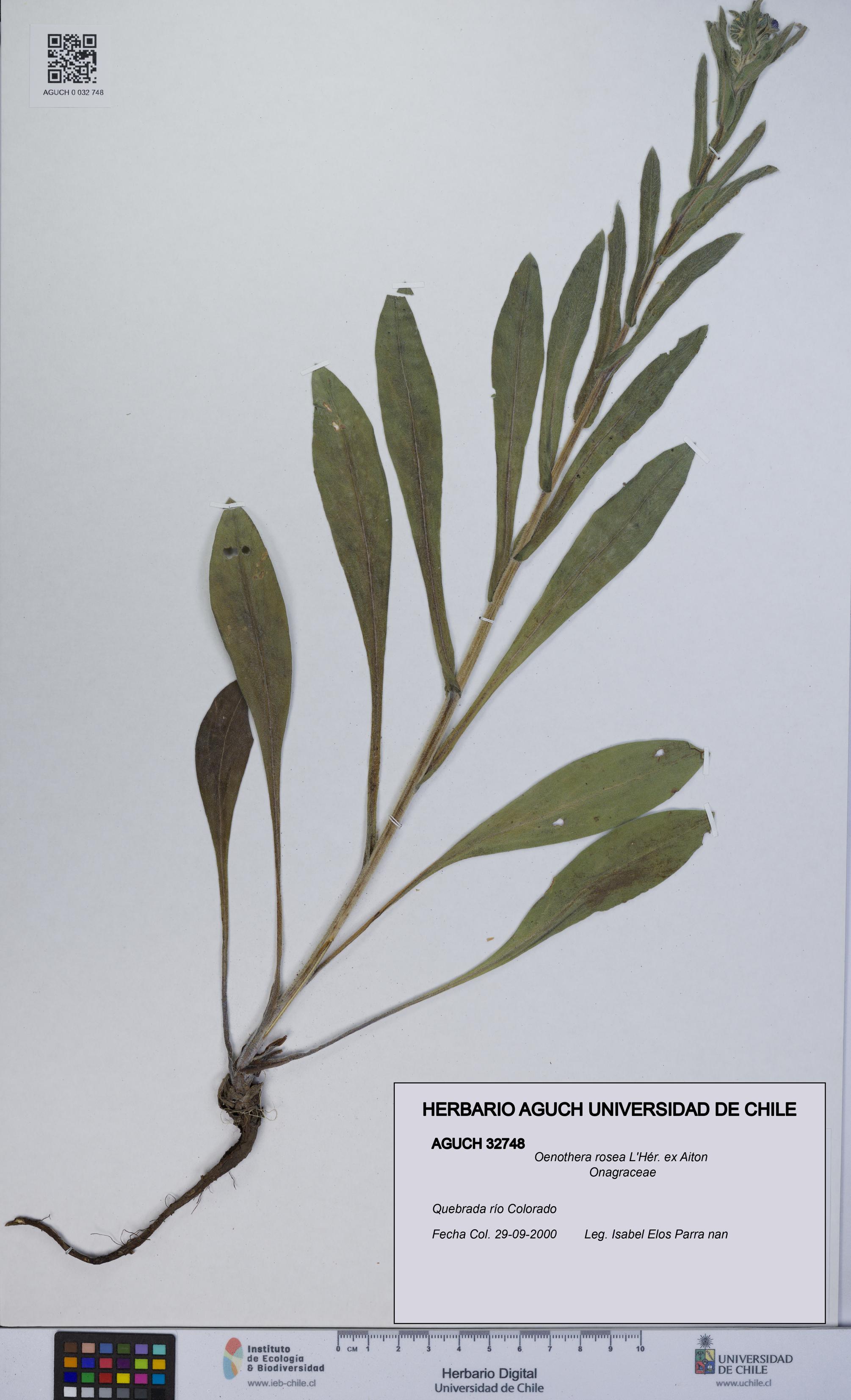 Oenothera rosea [Espécimen: UCH:AGUCH:0032748]