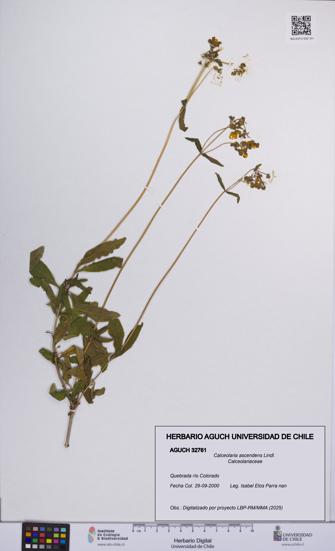 Calceolaria ascendens [Espécimen: UCH:AGUCH:0032761]