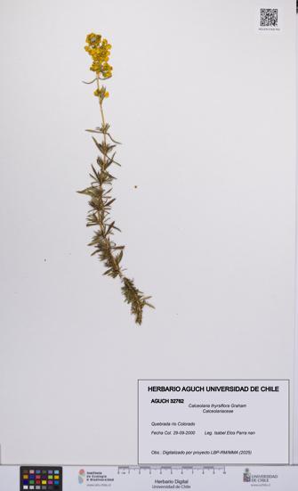 Calceolaria thyrsiflora [Espécimen: UCH:AGUCH:0032762]