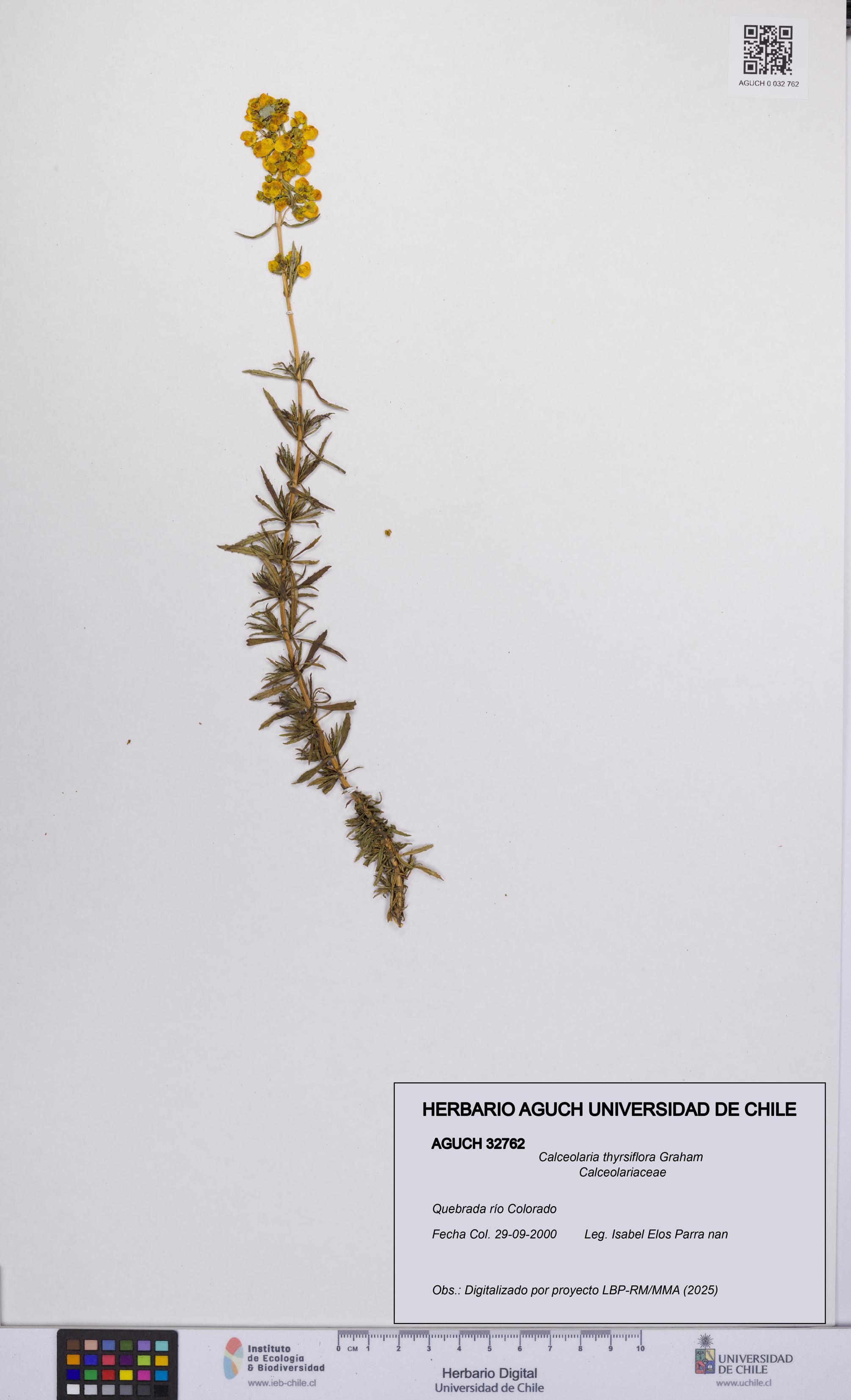Calceolaria thyrsiflora [Espécimen: UCH:AGUCH:0032762]