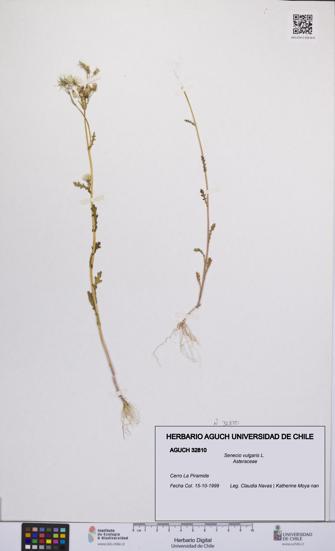 Senecio vulgaris [Espécimen: UCH:AGUCH:0032810]