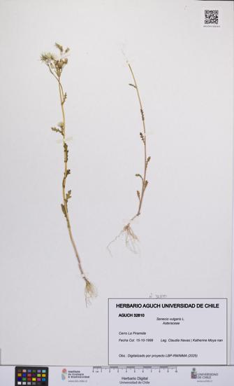 Senecio vulgaris [Espécimen: UCH:AGUCH:0032810]