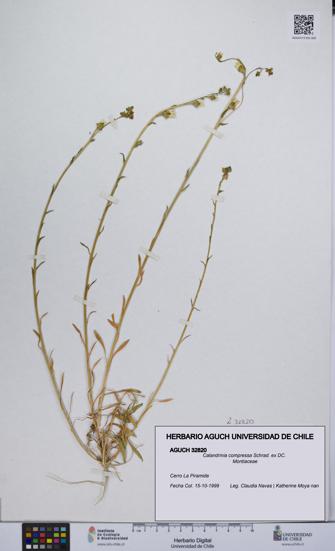 Calandrinia compressa [Espécimen: UCH:AGUCH:0032820]