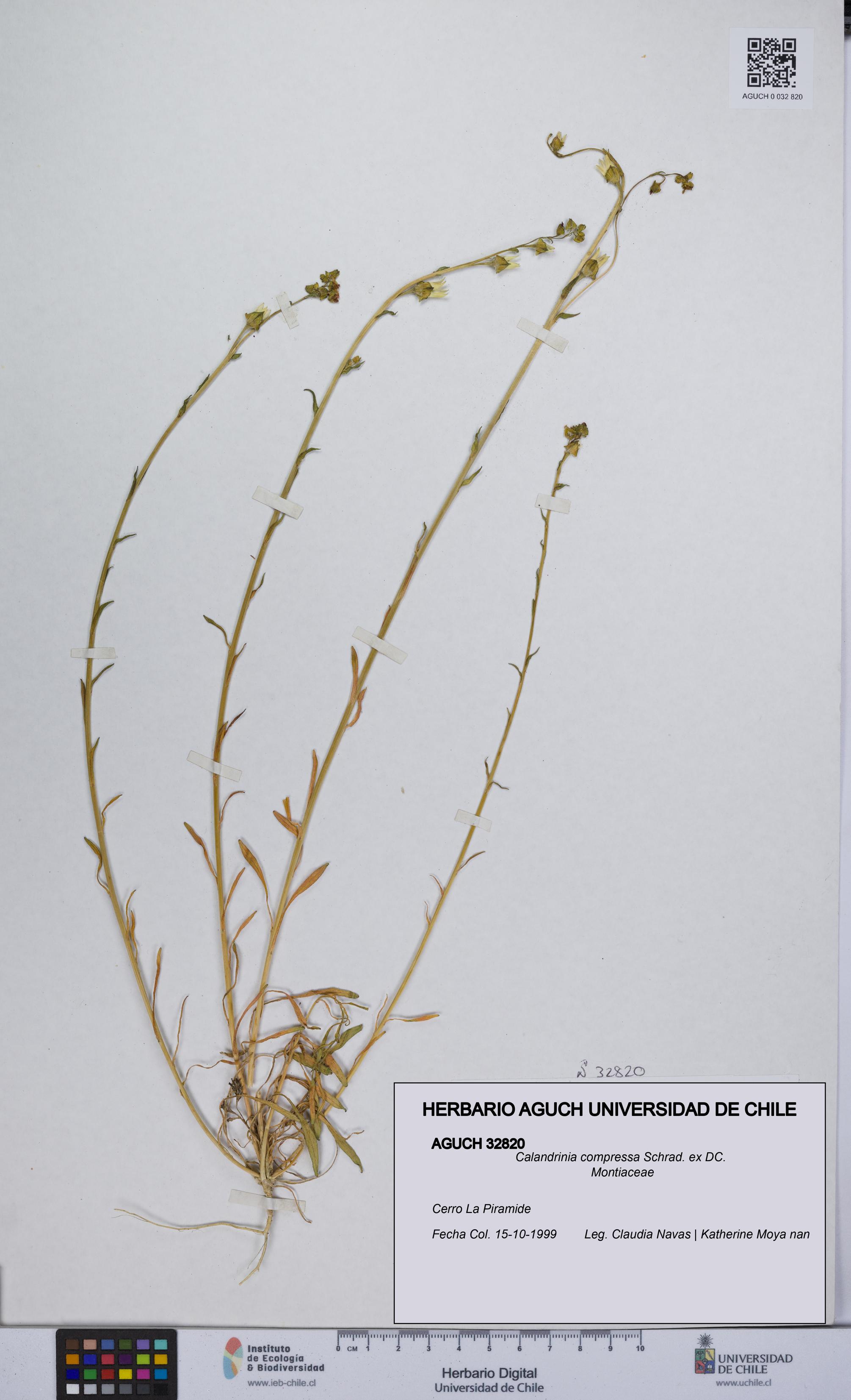 Calandrinia compressa [Espécimen: UCH:AGUCH:0032820]