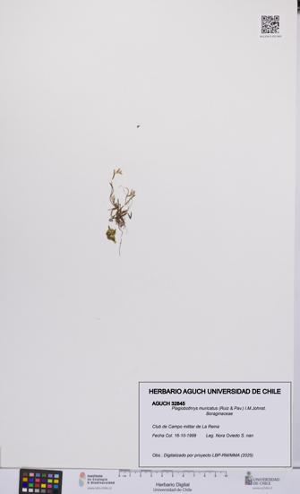 Plagiobothrys muricatus [Espécimen: ]