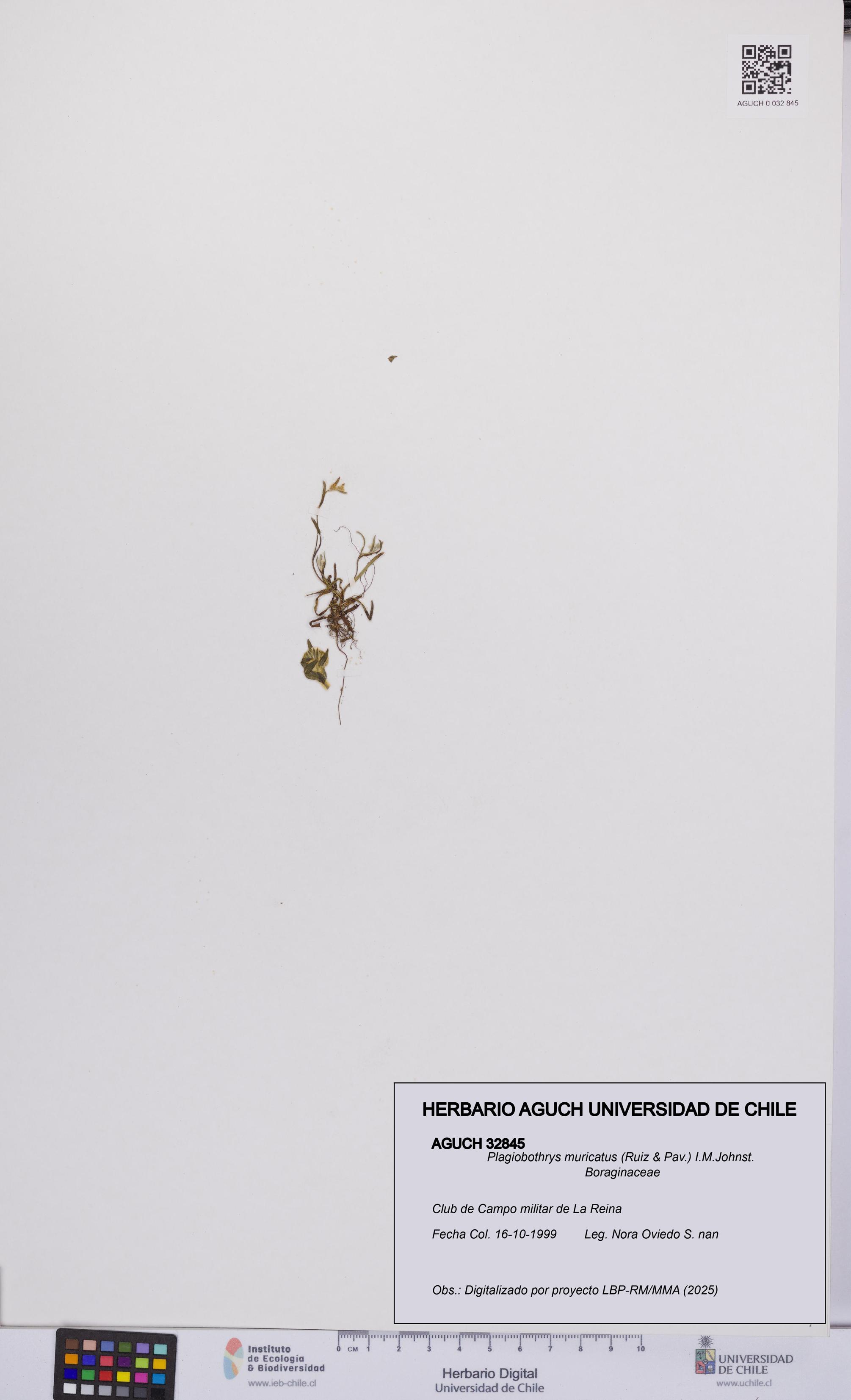 Plagiobothrys muricatus [Espécimen: ]