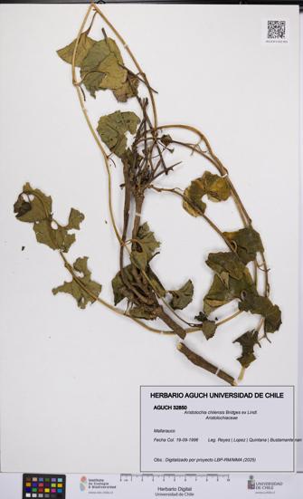 Aristolochia chilensis [Espécimen: UCH:AGUCH:0032850]