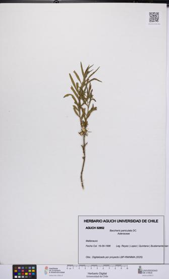 Baccharis paniculata [Espécimen: UCH:AGUCH:0032852]