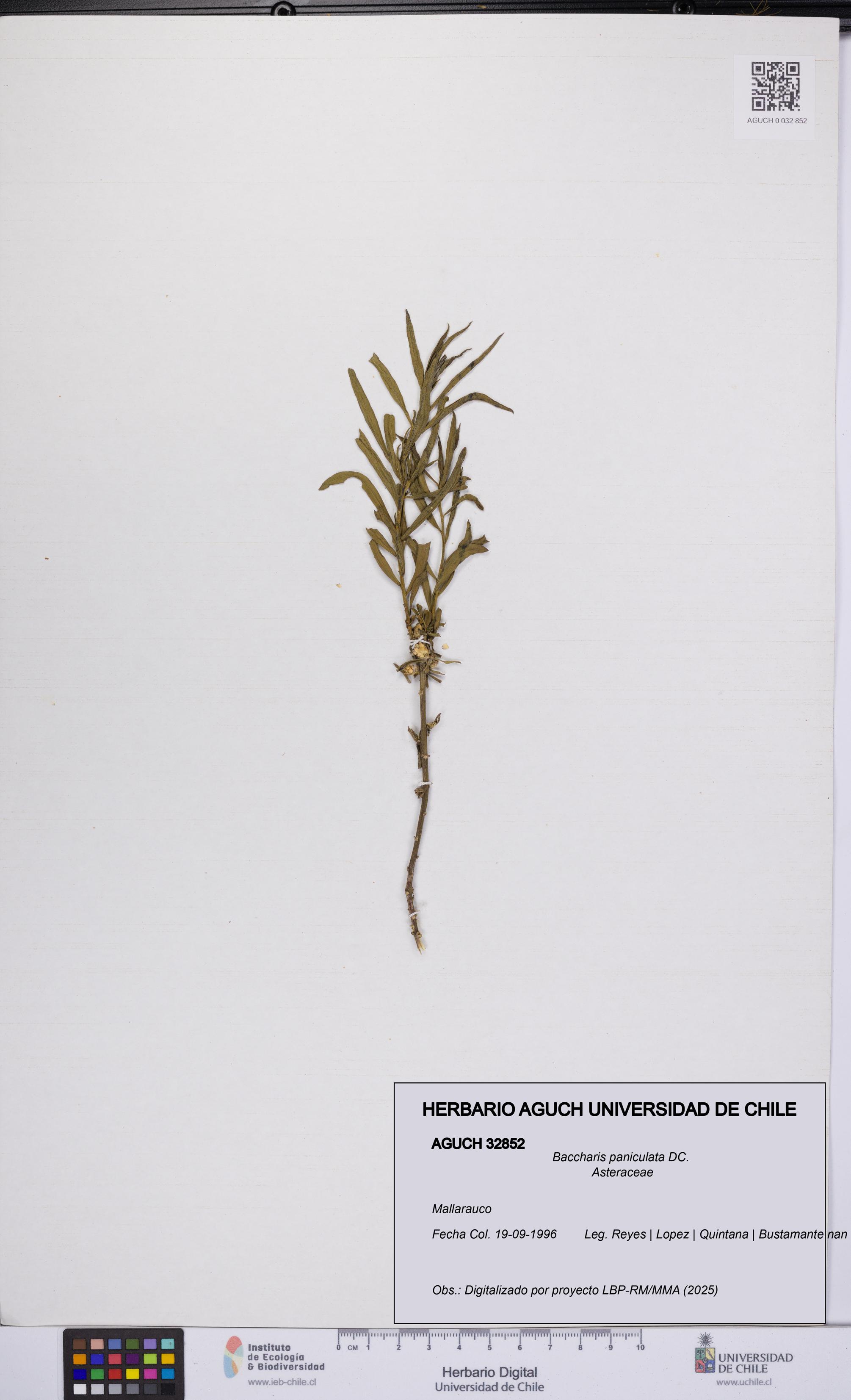 Baccharis paniculata [Espécimen: UCH:AGUCH:0032852]