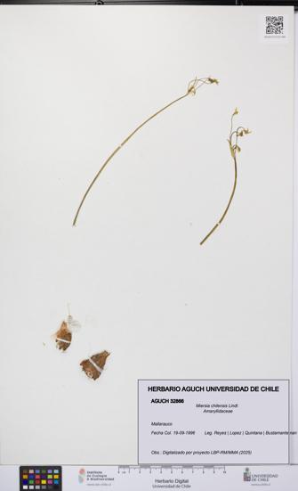 Miersia chilensis [Espécimen: UCH:AGUCH:0032866]