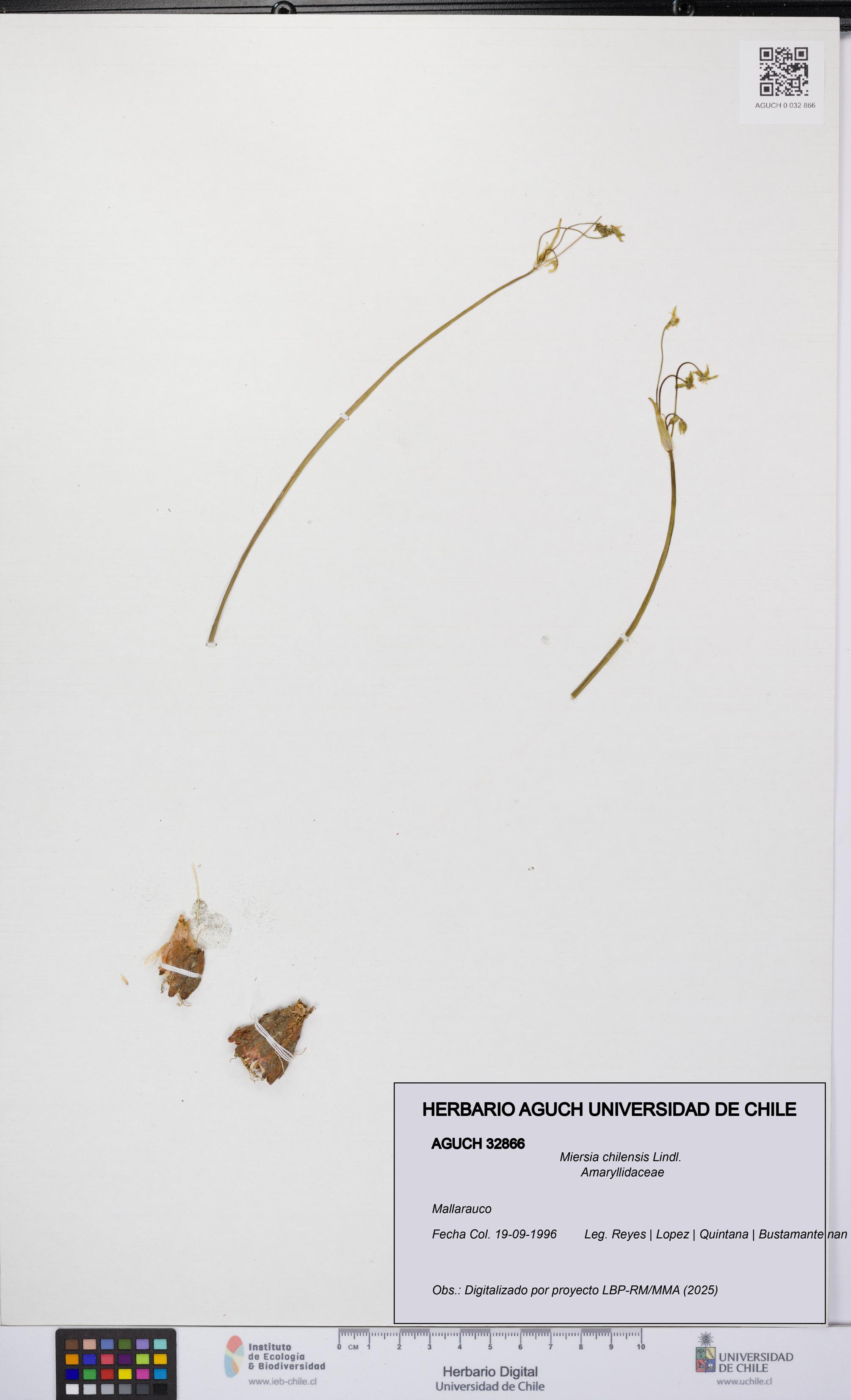 Miersia chilensis [Espécimen: UCH:AGUCH:0032866]