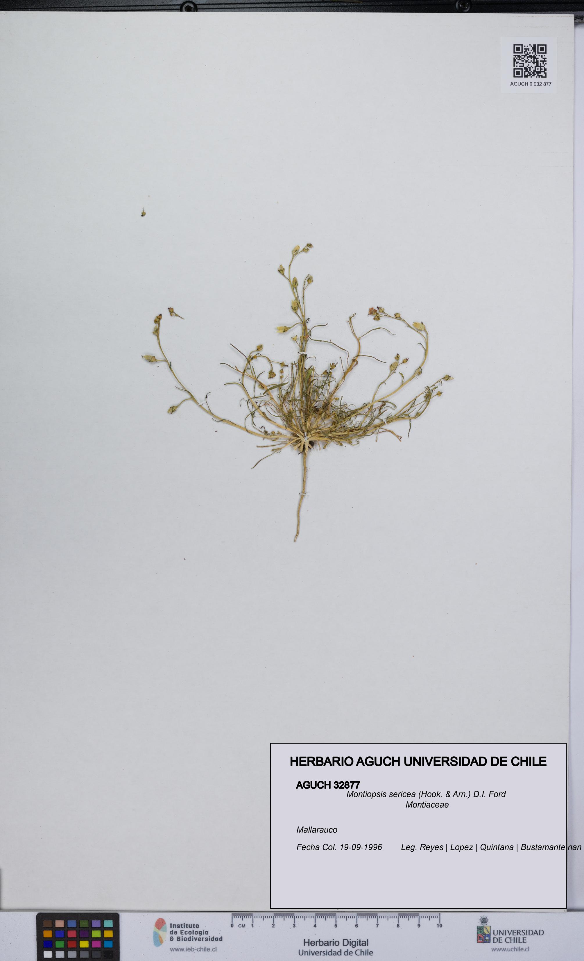 Montiopsis sericea [Espécimen: UCH:AGUCH:0032877]