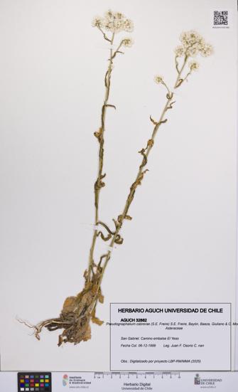 Pseudognaphalium cabrerae [Espécimen: UCH:AGUCH:0032882]