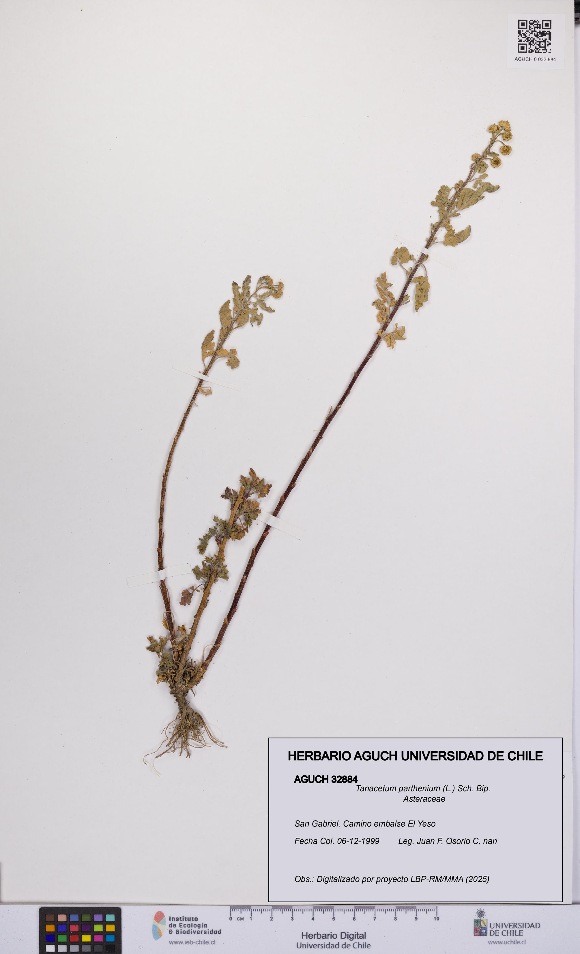 Tanacetum parthenium [Espécimen: UCH:AGUCH:0032884]