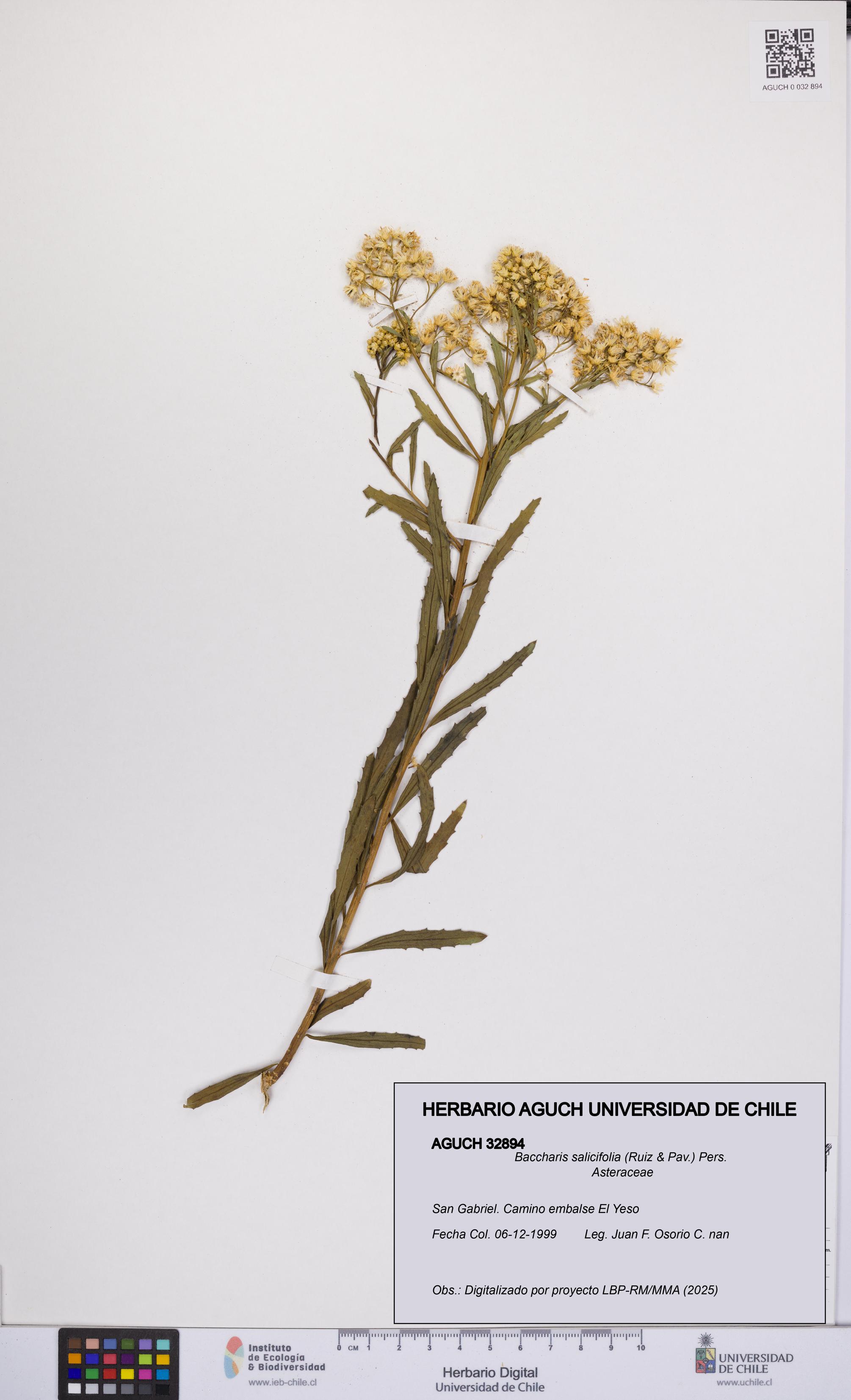 Baccharis salicifolia [Espécimen: UCH:AGUCH:0032894]