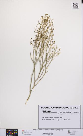 Gymnophyton isatidicarpum [Espécimen: UCH:AGUCH:0032895]