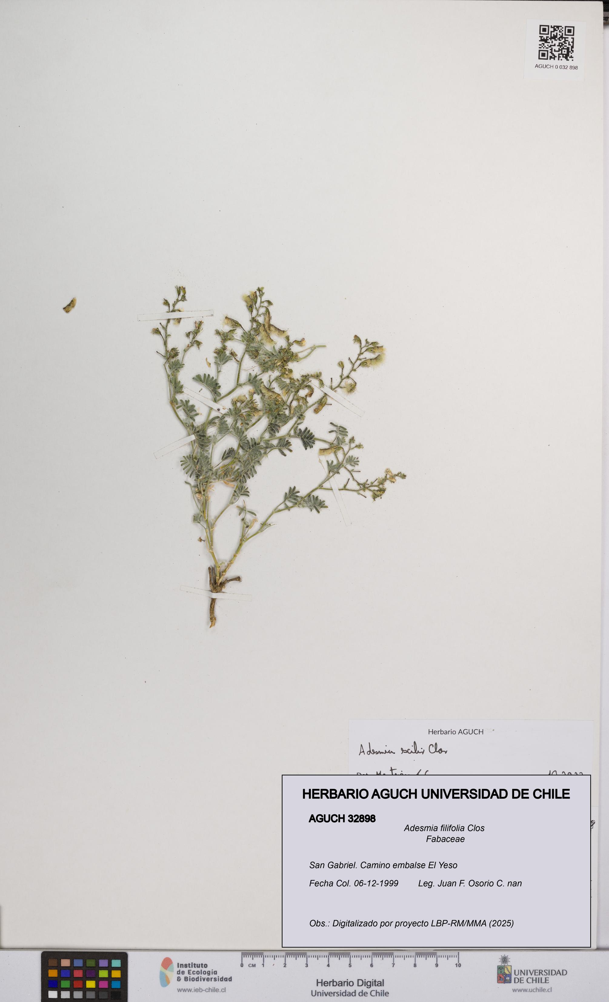 Adesmia filifolia [Espécimen: UCH:AGUCH:0032898]