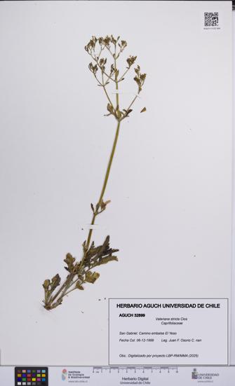 Valeriana stricta [Espécimen: UCH:AGUCH:0032899]