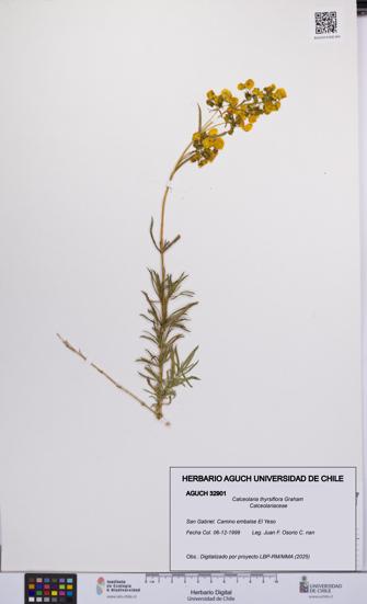 Calceolaria thyrsiflora [Espécimen: UCH:AGUCH:0032901]