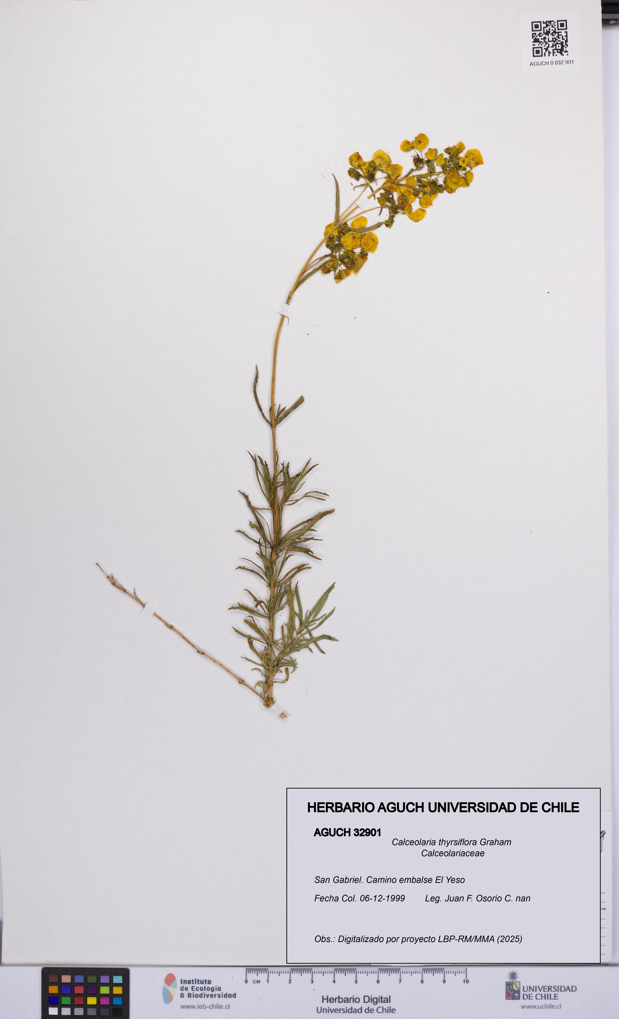 Calceolaria thyrsiflora [Espécimen: UCH:AGUCH:0032901]