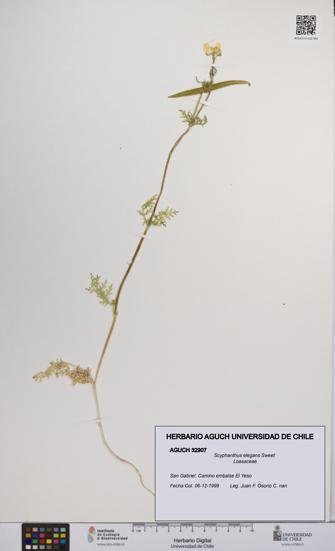 Scyphanthus elegans [Espécimen: UCH:AGUCH:0032907]