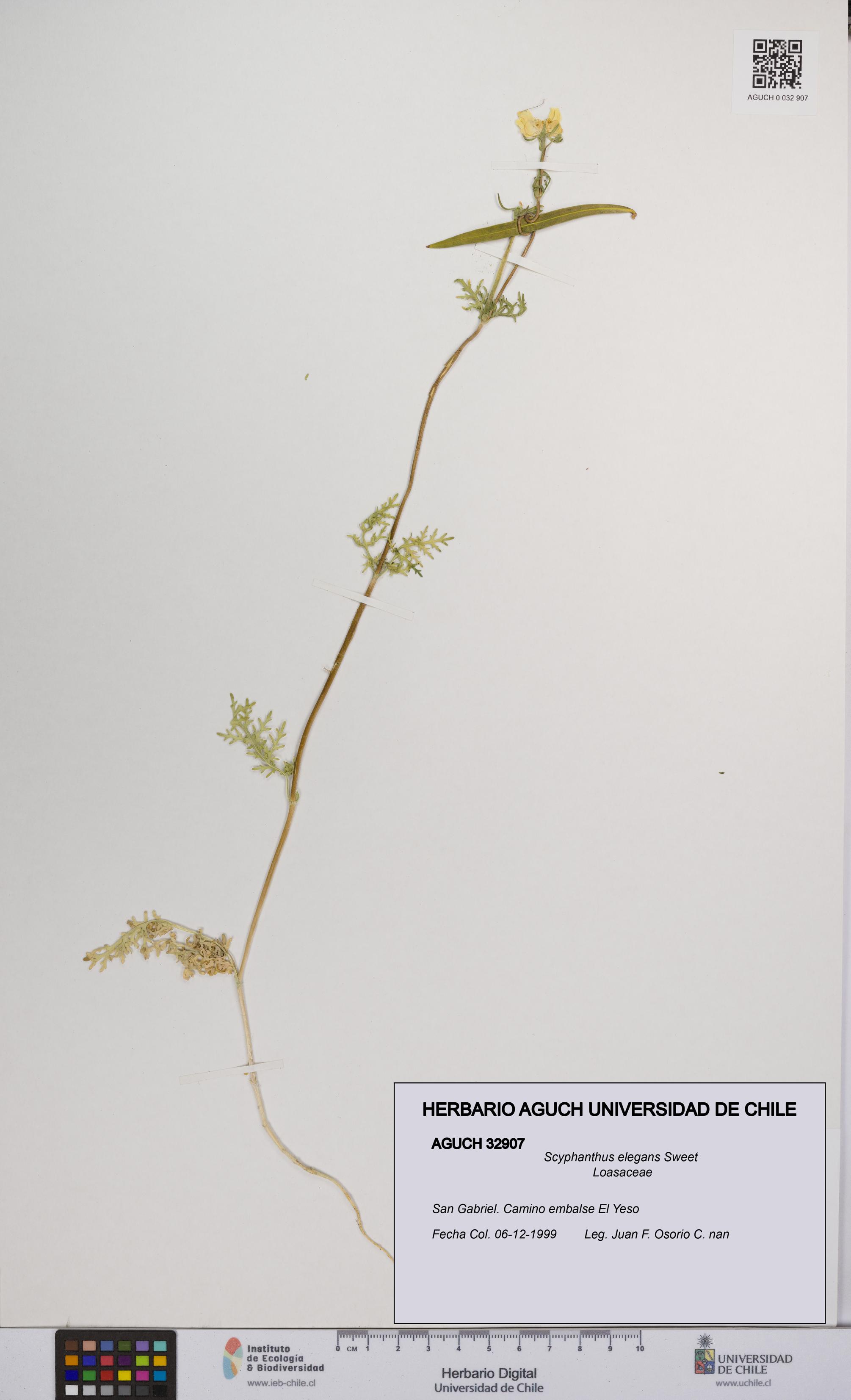 Scyphanthus elegans [Espécimen: UCH:AGUCH:0032907]