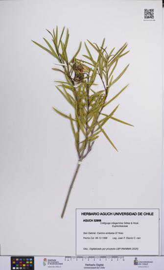 Colliguaja integerrima [Espécimen: UCH:AGUCH:0032908]