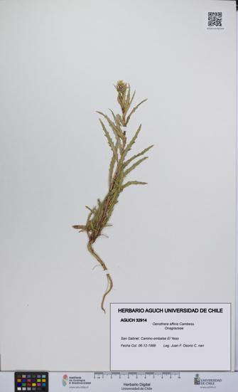 Oenothera affinis [Espécimen: UCH:AGUCH:0032914]