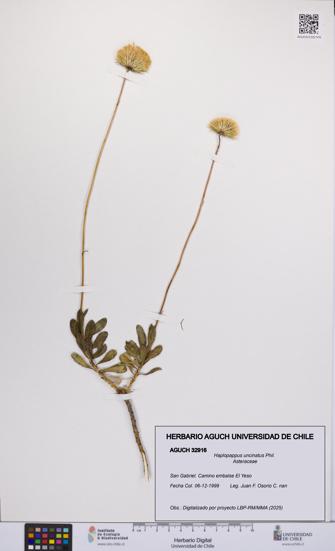 Haplopappus uncinatus [Espécimen: UCH:AGUCH:0032916]