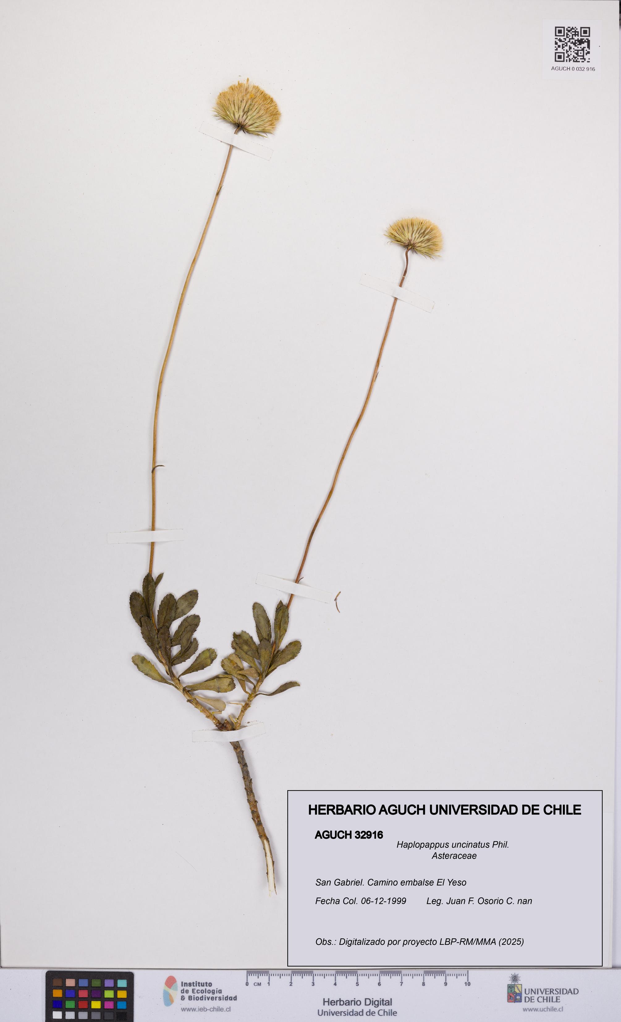 Haplopappus uncinatus [Espécimen: UCH:AGUCH:0032916]