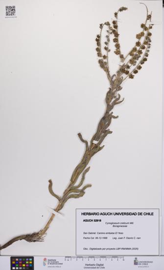 Cynoglossum creticum [Espécimen: UCH:AGUCH:0032918]