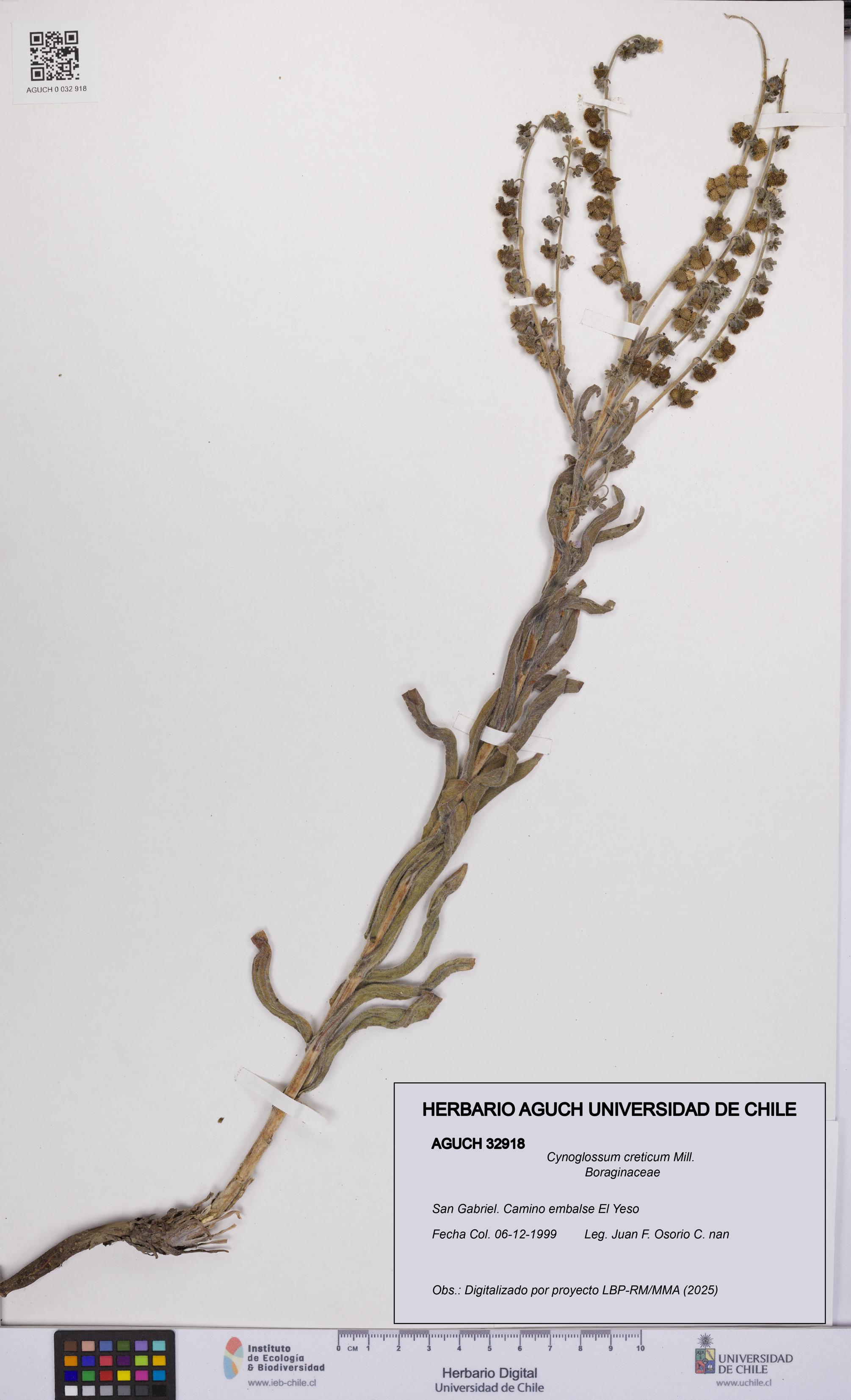 Cynoglossum creticum [Espécimen: UCH:AGUCH:0032918]