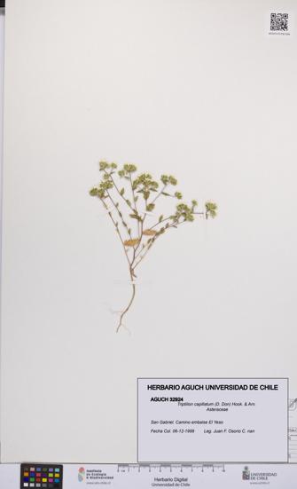 Triptilion capillatum [Espécimen: UCH:AGUCH:0032924]