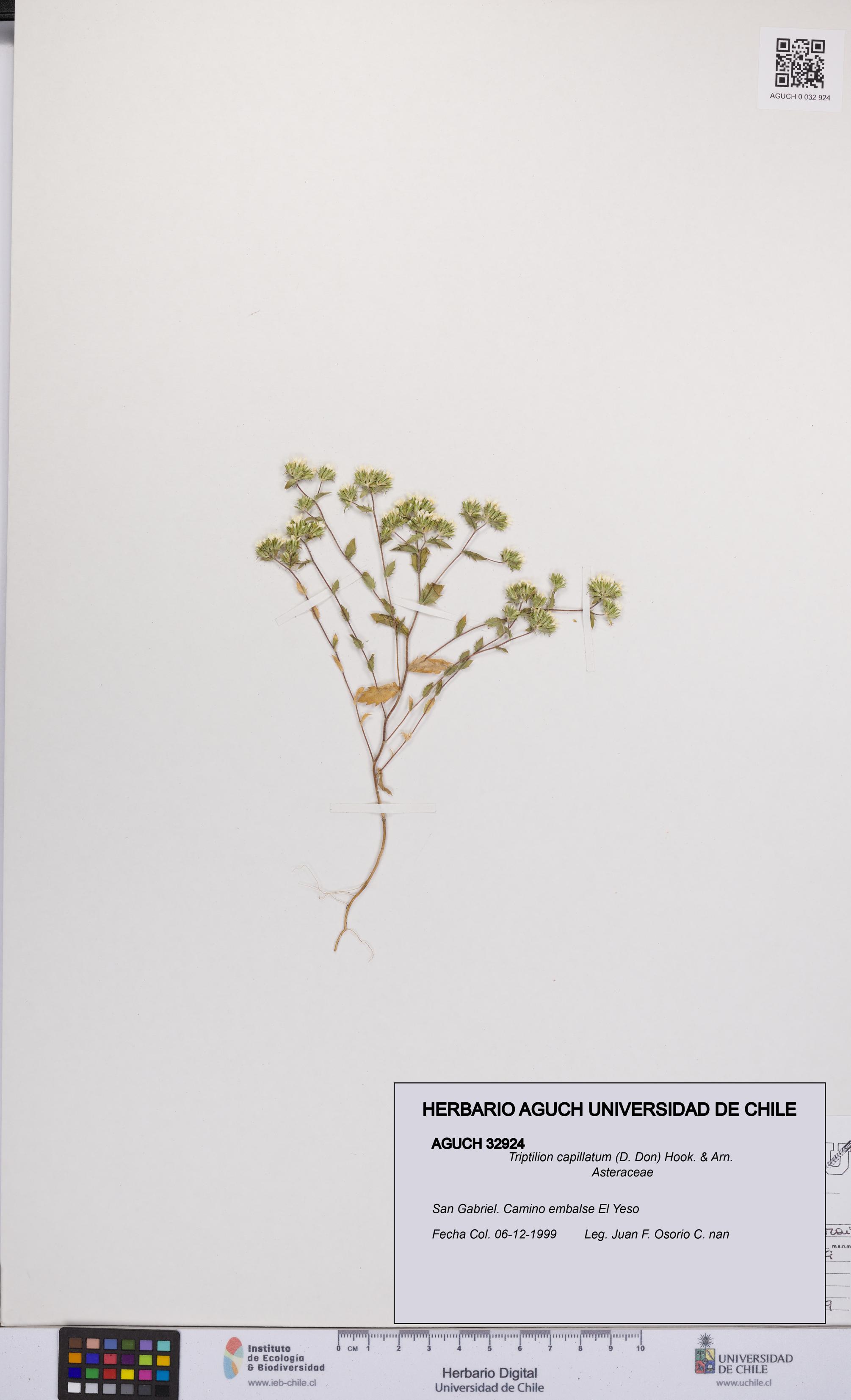 Triptilion capillatum [Espécimen: UCH:AGUCH:0032924]