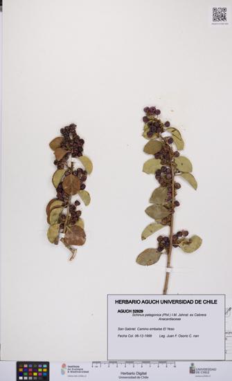 Schinus patagonica [Espécimen: UCH:AGUCH:0032929]