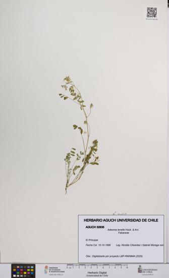 Adesmia tenella [Espécimen: UCH:AGUCH:0032935]