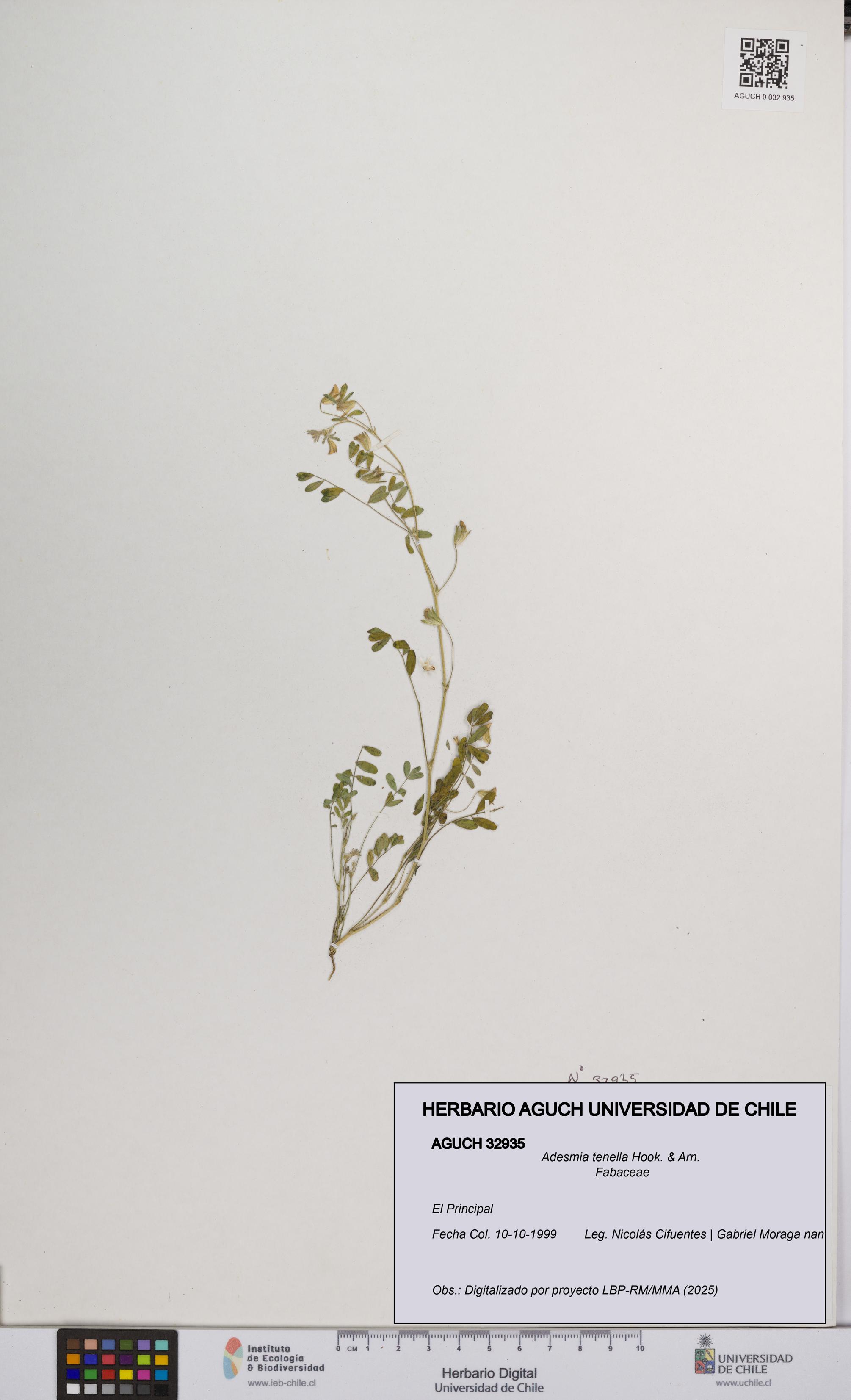 Adesmia tenella [Espécimen: UCH:AGUCH:0032935]