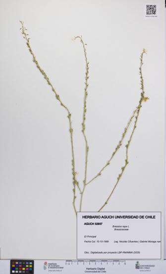 Brassica rapa [Espécimen: UCH:AGUCH:0032937]