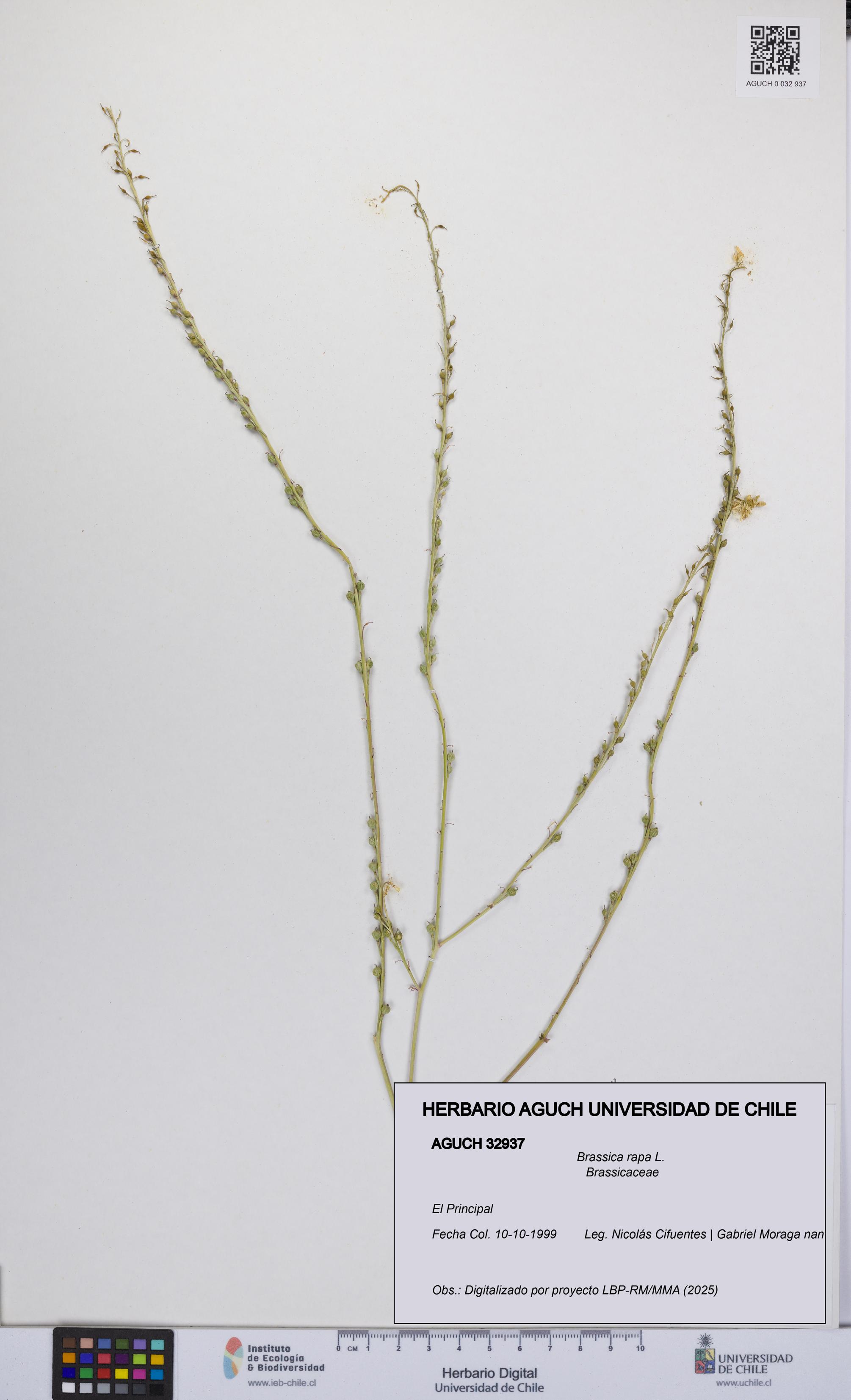 Brassica rapa [Espécimen: UCH:AGUCH:0032937]