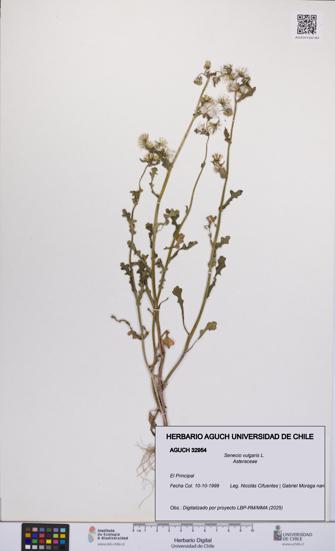Senecio vulgaris [Espécimen: UCH:AGUCH:0032954]