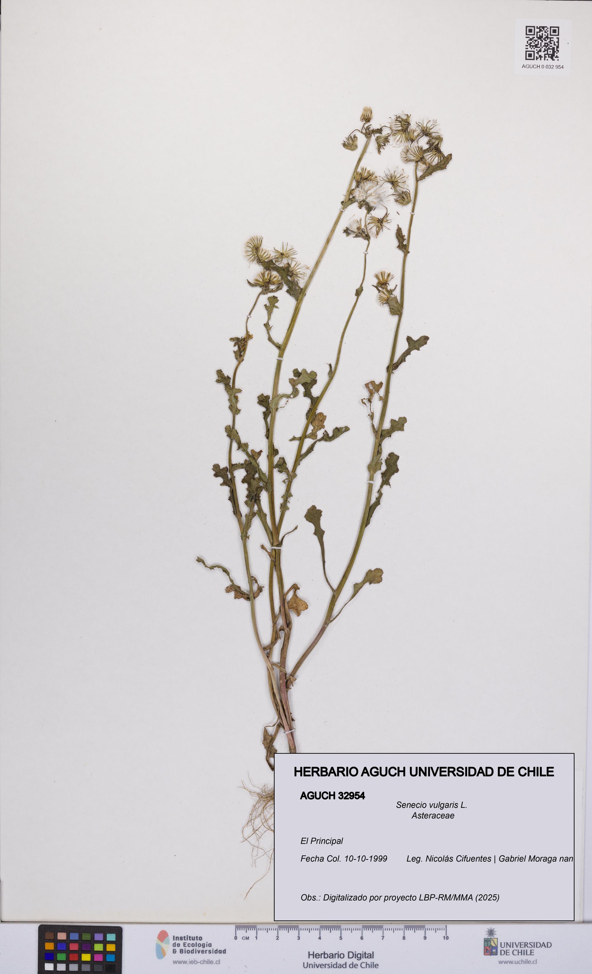 Senecio vulgaris [Espécimen: UCH:AGUCH:0032954]