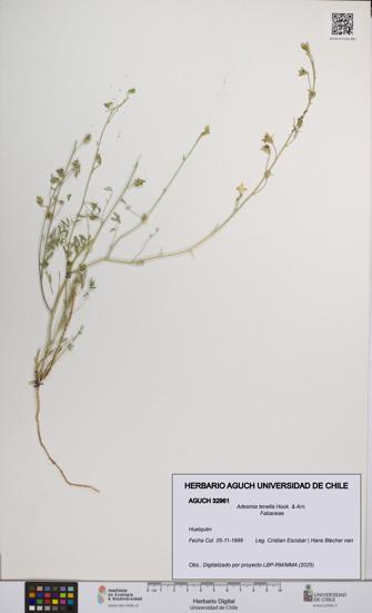 Adesmia tenella [Espécimen: UCH:AGUCH:0032961]