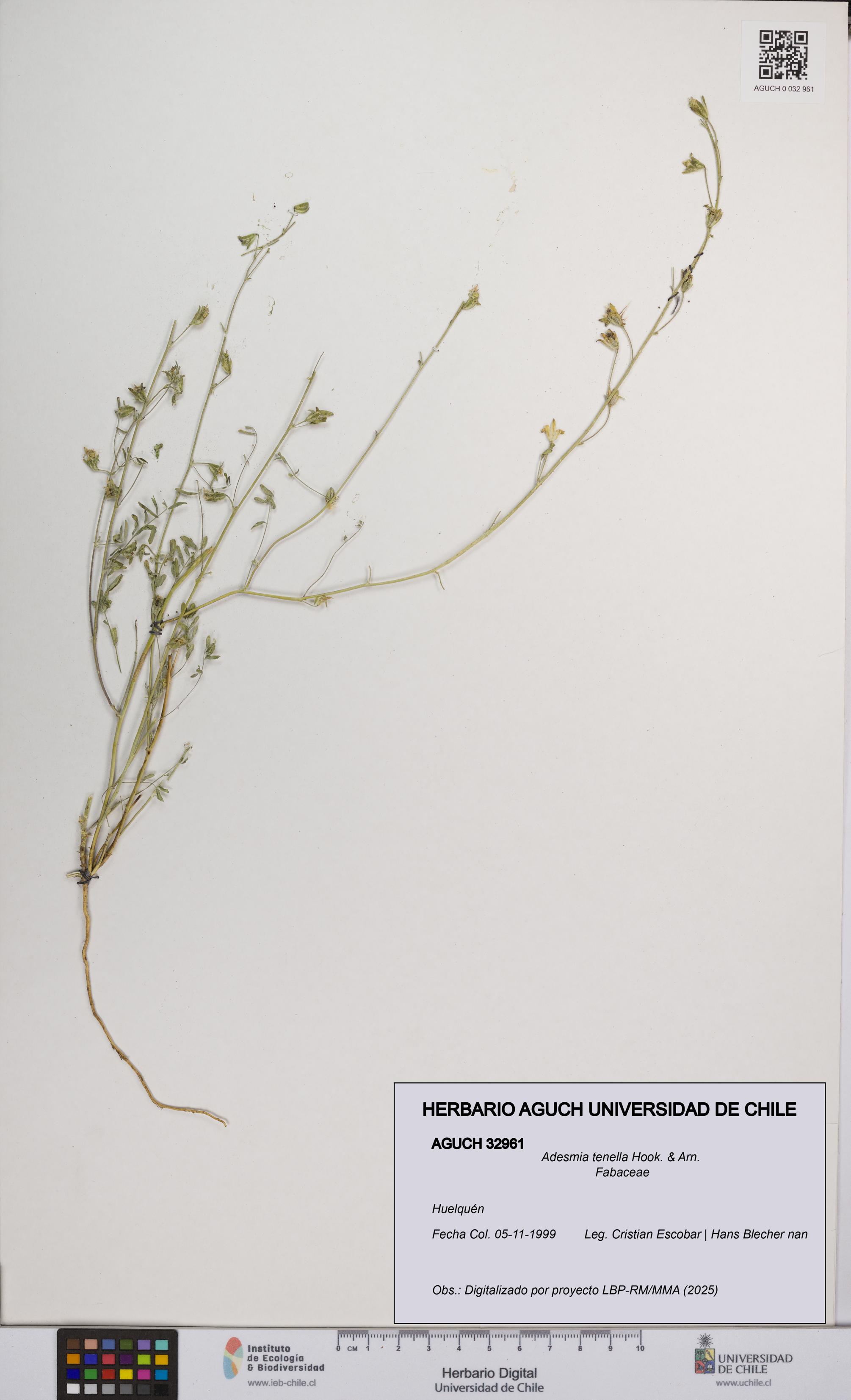 Adesmia tenella [Espécimen: UCH:AGUCH:0032961]