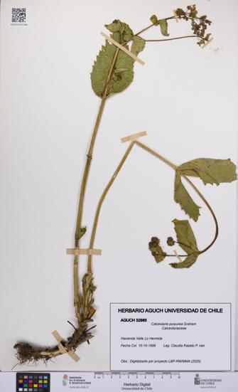 Calceolaria purpurea [Espécimen: UCH:AGUCH:0032985]
