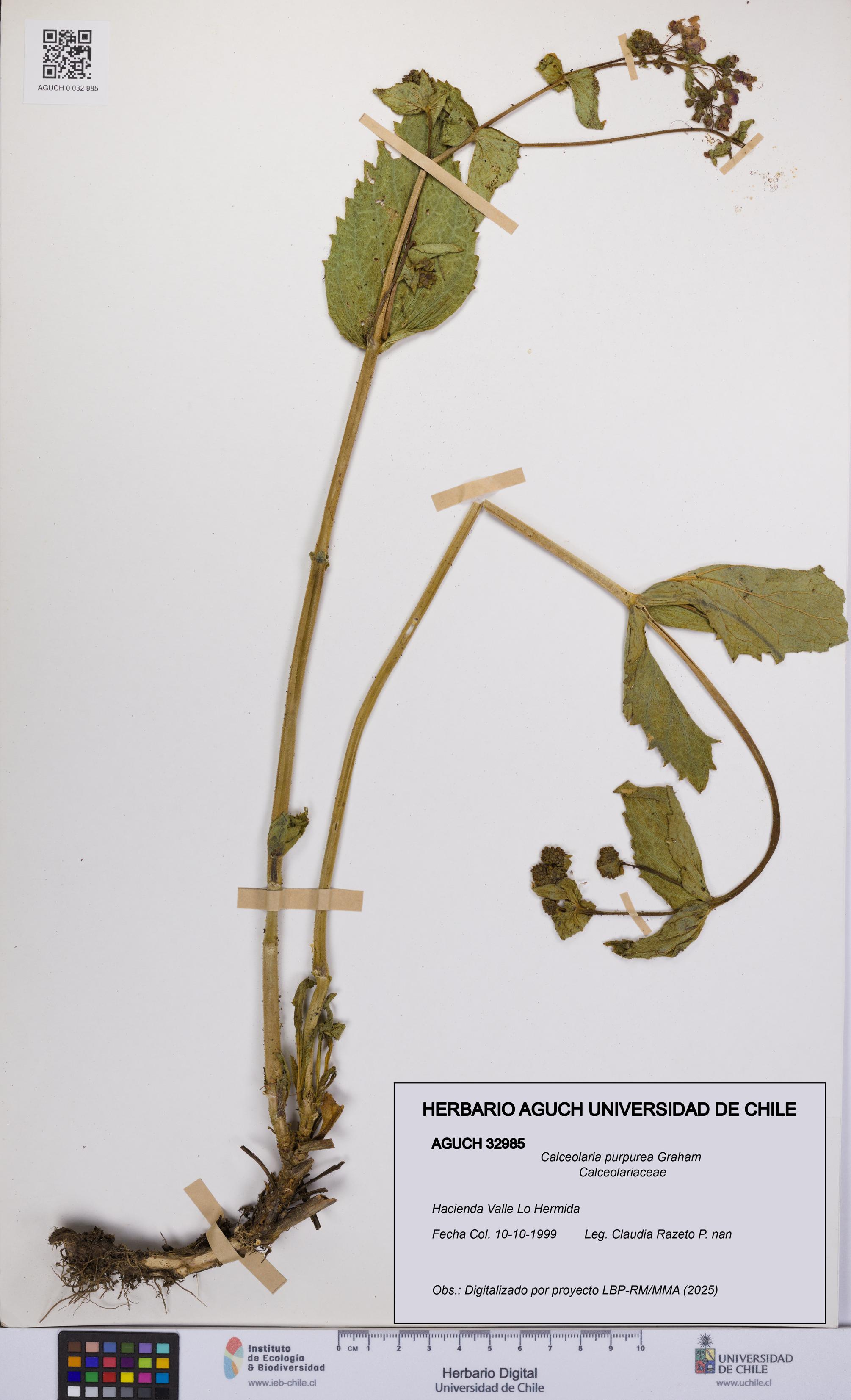 Calceolaria purpurea [Espécimen: UCH:AGUCH:0032985]