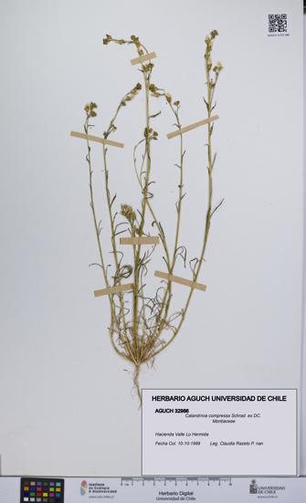 Calandrinia compressa [Espécimen: UCH:AGUCH:0032986]