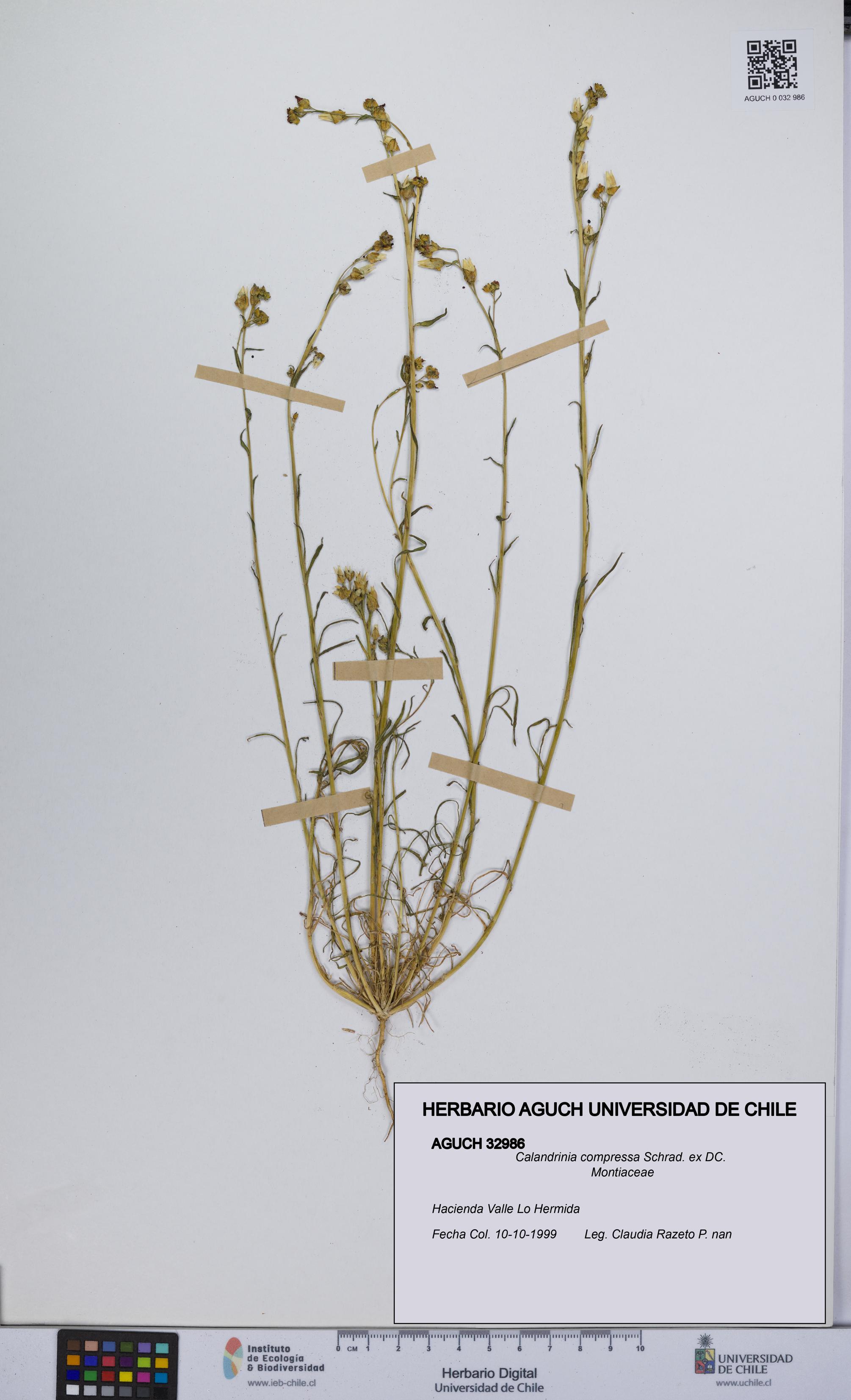 Calandrinia compressa [Espécimen: UCH:AGUCH:0032986]