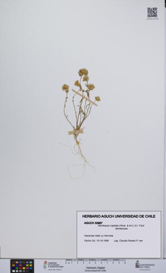 Montiopsis capitata [Espécimen: UCH:AGUCH:0032987]