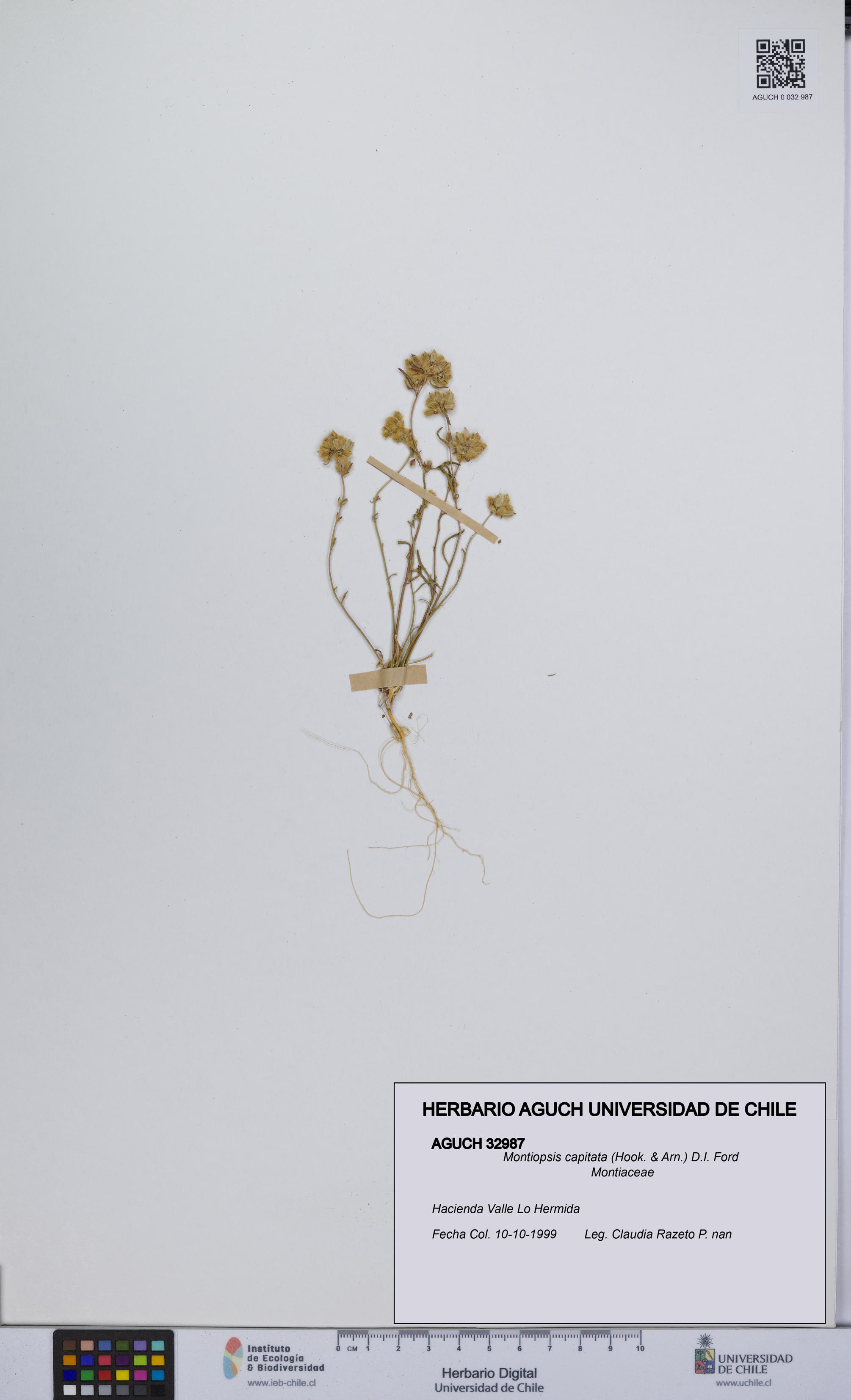 Montiopsis capitata [Espécimen: UCH:AGUCH:0032987]