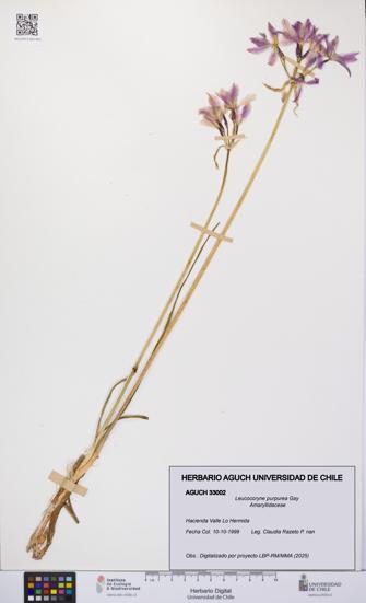 Leucocoryne purpurea [Espécimen: UCH:AGUCH:0033002]